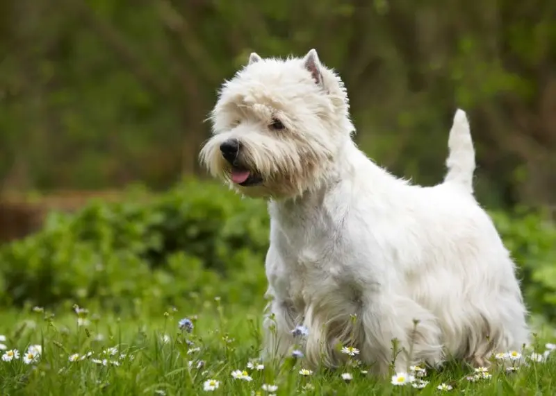 Hình ảnh chó West Highland White Terrier đáng yêu 18