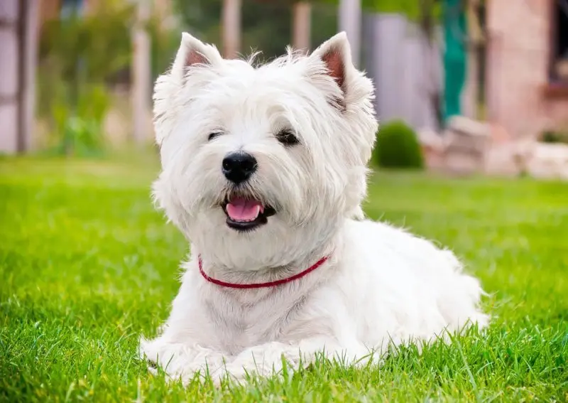 Hình ảnh chó West Highland White Terrier đáng yêu 19