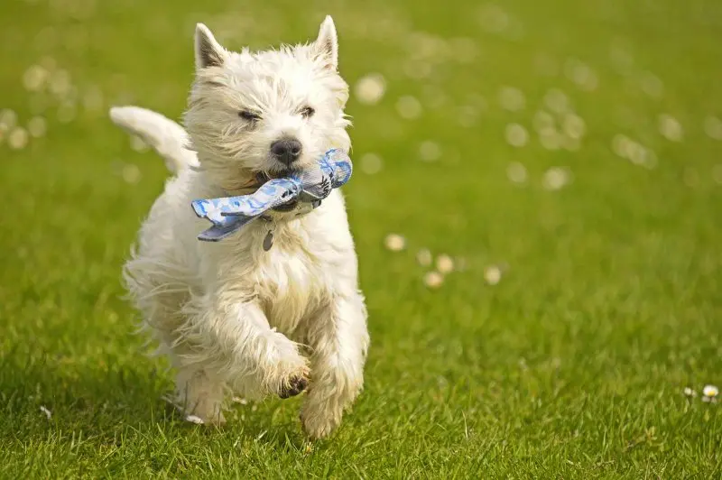 Hình ảnh chó West Highland White Terrier đáng yêu 20