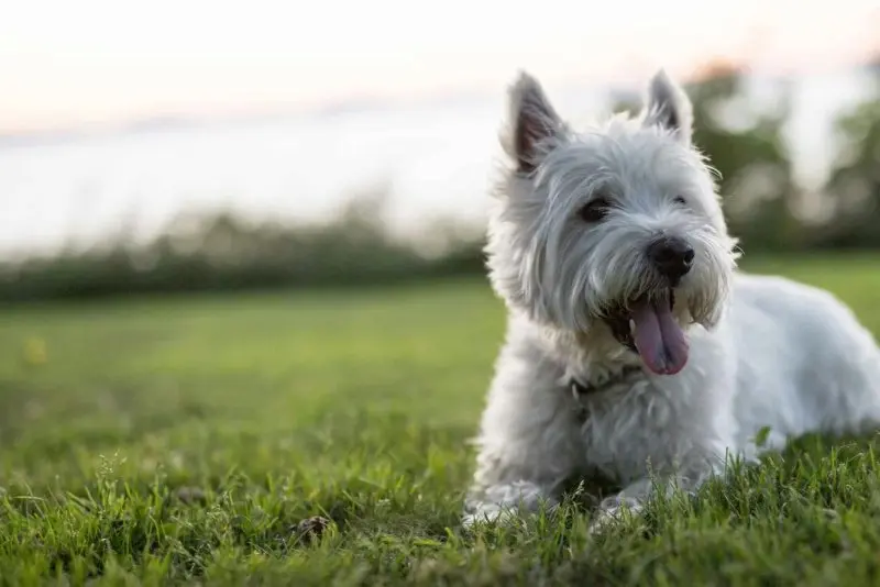 Hình ảnh chó West Highland White Terrier đáng yêu 21