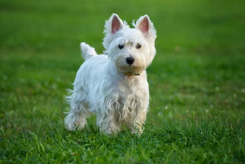 Hình ảnh chó West Highland White Terrier đáng yêu 22