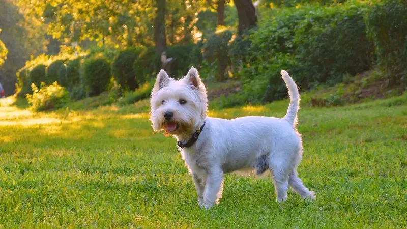 Hình ảnh chó West Highland White Terrier đáng yêu 23