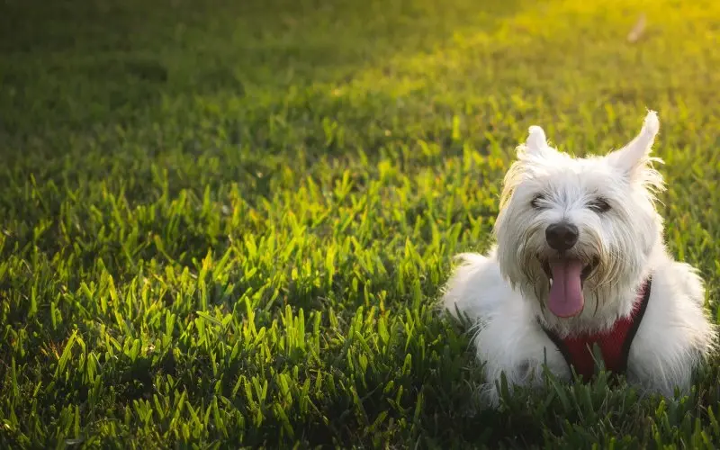 Hình ảnh chó West Highland White Terrier đáng yêu 24