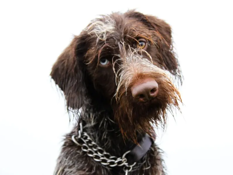 Đặc điểm của chó Wirehaired Pointing Griffon 1