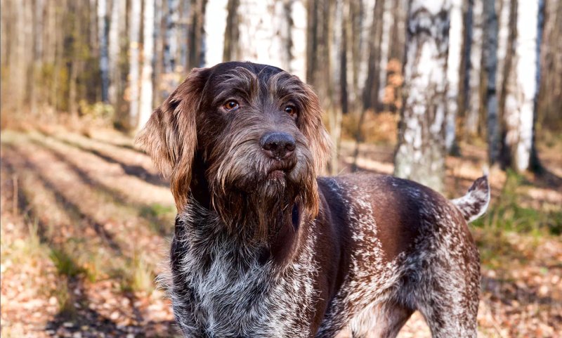 Đặc điểm của chó Wirehaired Pointing Griffon 2