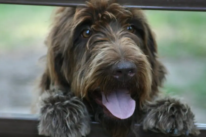 Cách chăm sóc của chó Wirehaired Pointing Griffon 1