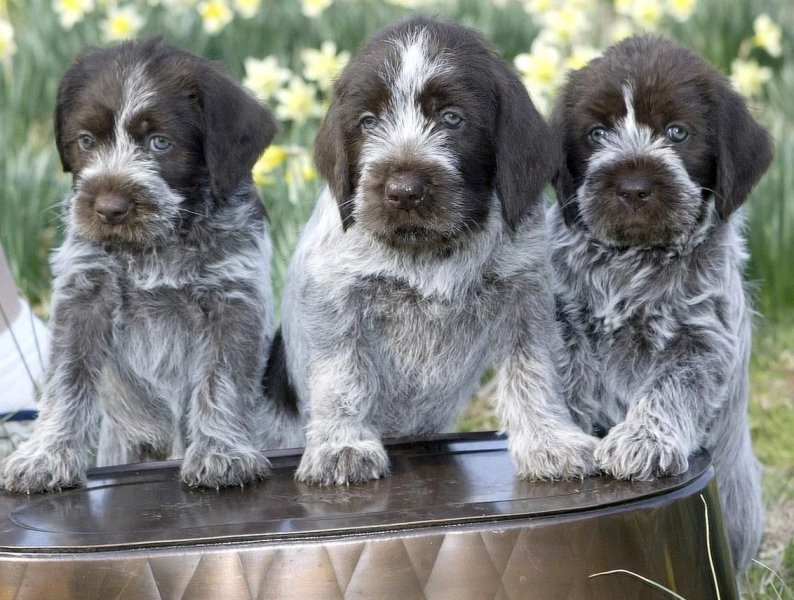 Cách chăm sóc của chó Wirehaired Pointing Griffon 2