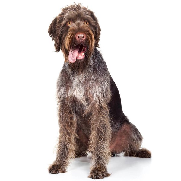 Cách chăm sóc của chó Wirehaired Pointing Griffon 3