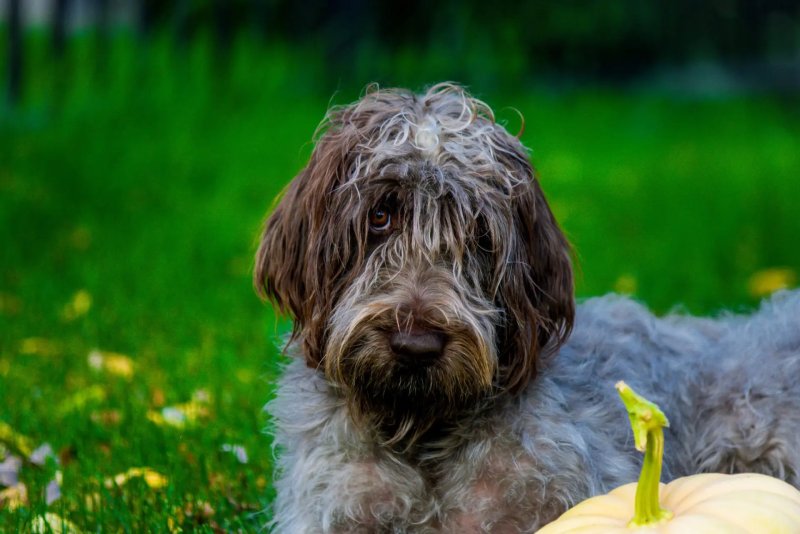 Một số hình ảnh chó Wirehaired Pointing Griffon 2