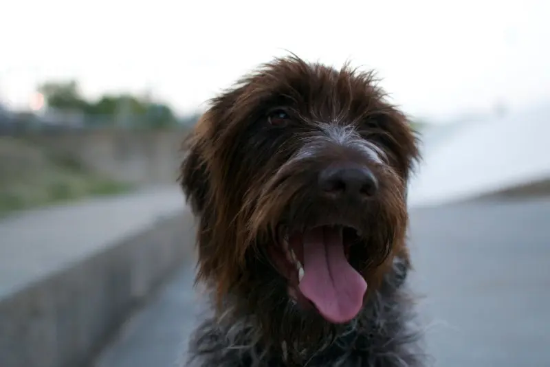 Sức khỏe, độ tuổi trung bình của chó Wirehaired Pointing Griffon