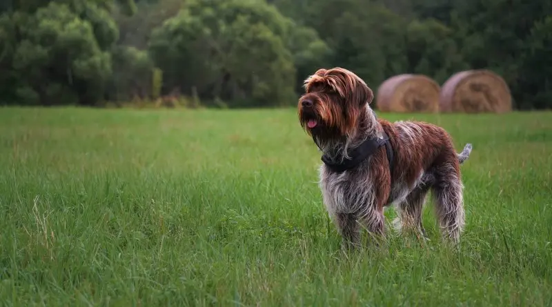 Một số hình ảnh chó Wirehaired Pointing Griffon 5