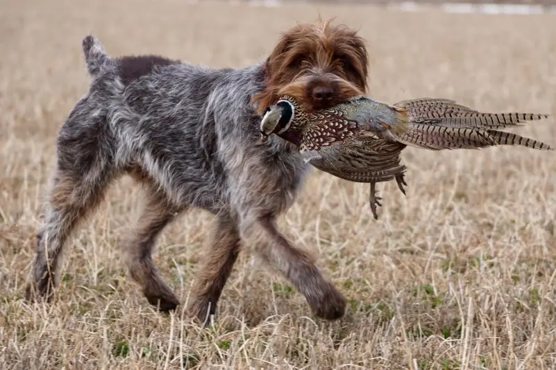 Một số hình ảnh chó Wirehaired Pointing Griffon 6