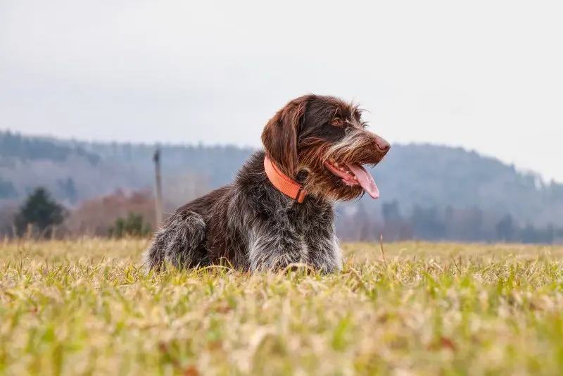 Một số hình ảnh chó Wirehaired Pointing Griffon 7