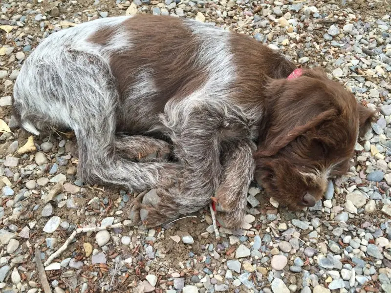 Một số hình ảnh chó Wirehaired Pointing Griffon 8