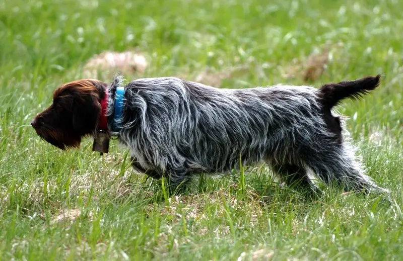 Một số hình ảnh chó Wirehaired Pointing Griffon 9