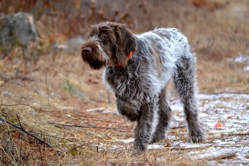 Một số hình ảnh chó Wirehaired Pointing Griffon 10