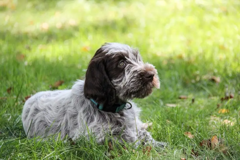 Một số hình ảnh chó Wirehaired Pointing Griffon 11