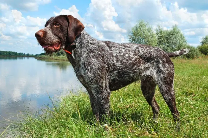 Một số hình ảnh chó Wirehaired Pointing Griffon 12