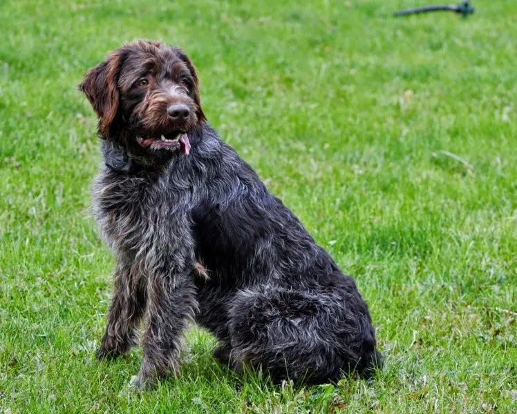 Một số hình ảnh chó Wirehaired Pointing Griffon 13