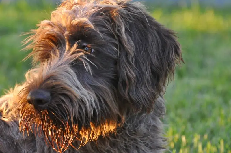 Một số hình ảnh chó Wirehaired Pointing Griffon 14