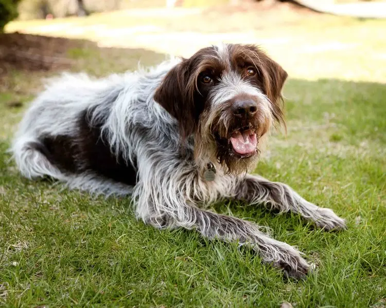 Một số hình ảnh chó Wirehaired Pointing Griffon 15