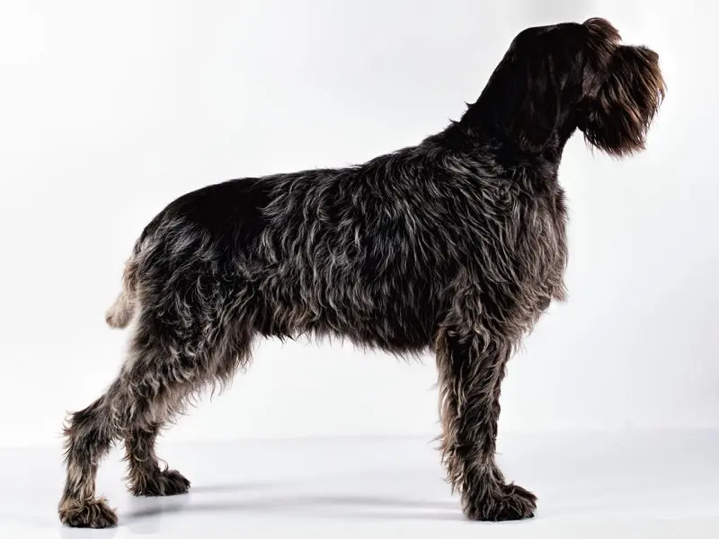 Một số hình ảnh chó Wirehaired Pointing Griffon 16