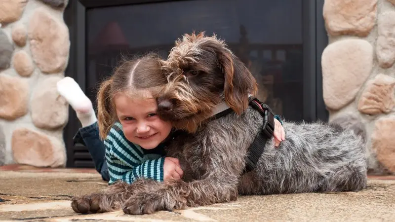 Một số hình ảnh chó Wirehaired Pointing Griffon 17