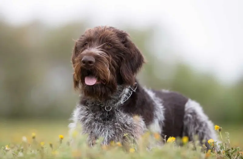 Một số hình ảnh chó Wirehaired Pointing Griffon 18