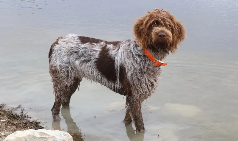 Một số hình ảnh chó Wirehaired Pointing Griffon 19