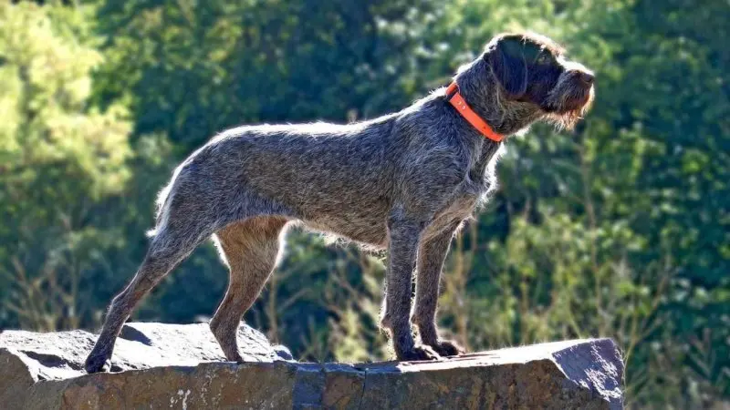 Một số hình ảnh chó Wirehaired Pointing Griffon 20