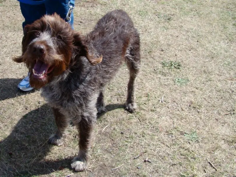 Một số hình ảnh chó Wirehaired Pointing Griffon 21