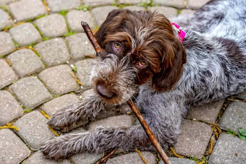 Một số hình ảnh chó Wirehaired Pointing Griffon 22