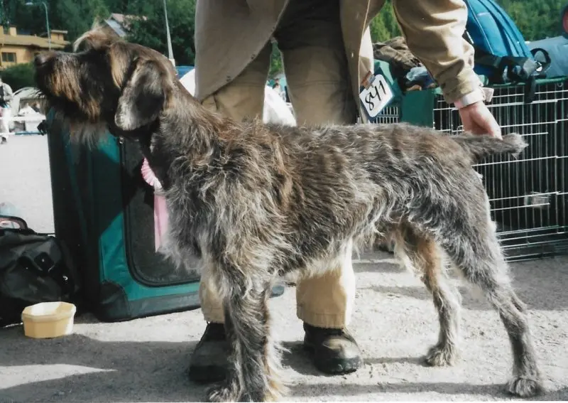 Một số hình ảnh chó Wirehaired Pointing Griffon 23