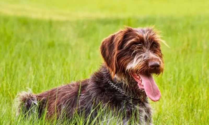 Một số hình ảnh chó Wirehaired Pointing Griffon 24