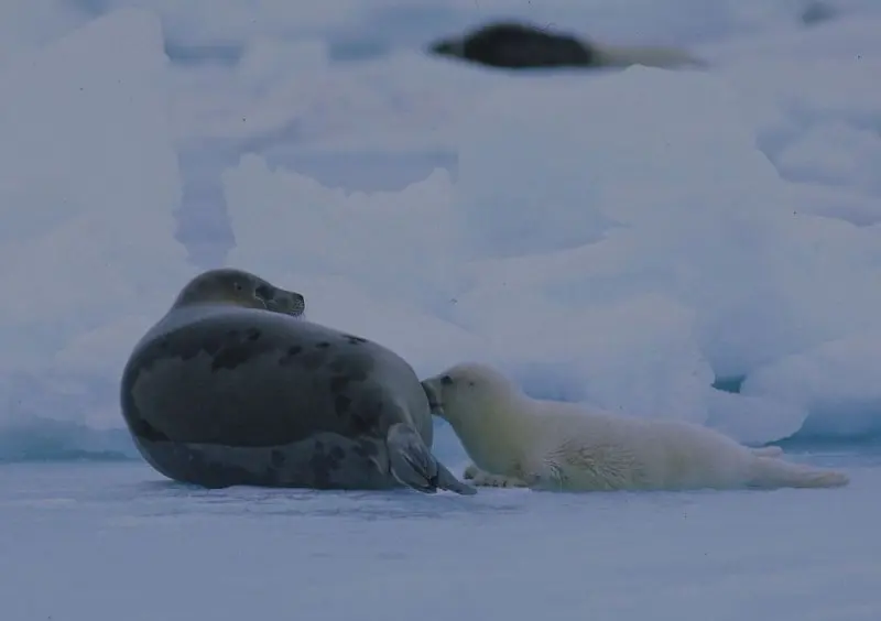 Một số hình ảnh hải cẩu Greenland đáng yêu 6