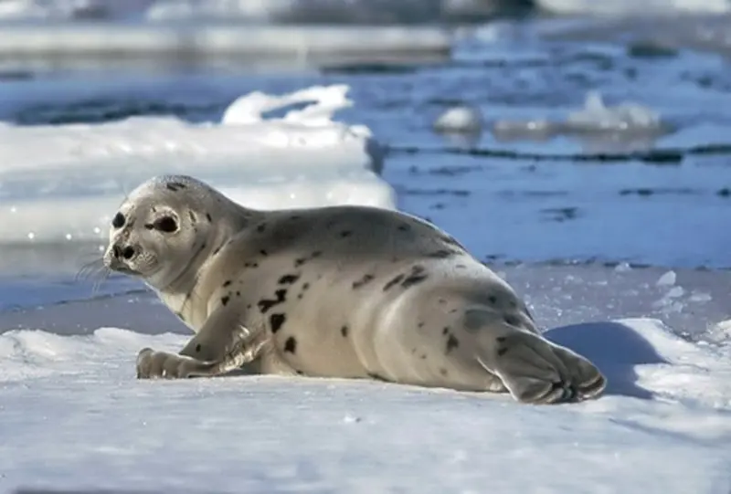 Một số hình ảnh hải cẩu Greenland đáng yêu 13