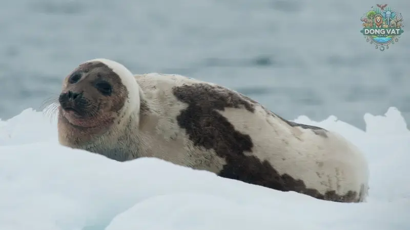 Tổng quan về hải cẩu Greenland