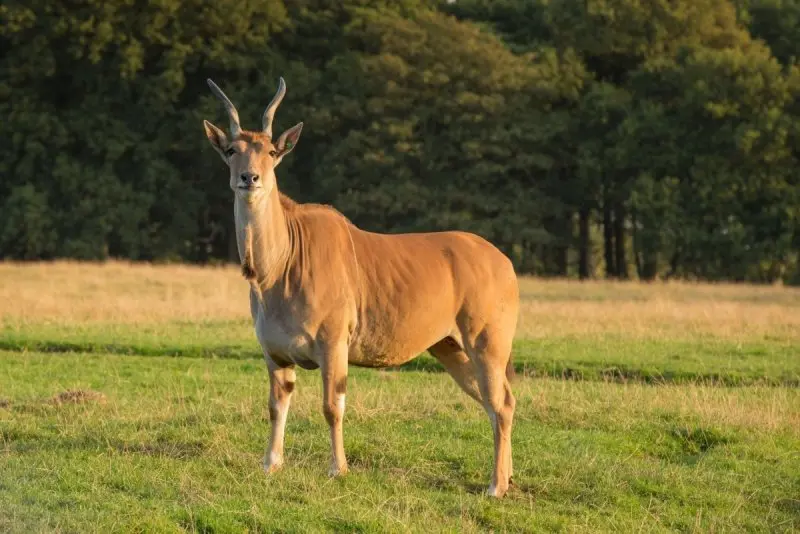 Tập tính của linh dương Eland 2