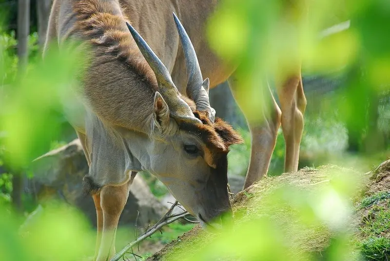 Tập tính của linh dương Eland 3