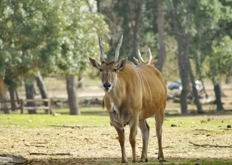 Tình trạng bảo tồn của linh dương Eland