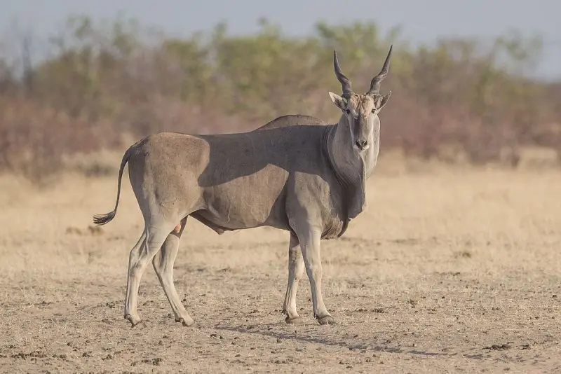 Một số hình ảnh về linh dương Eland 5