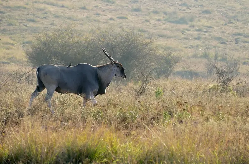 Một số hình ảnh về linh dương Eland 10