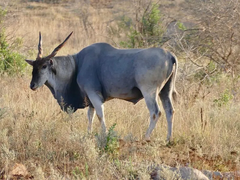 Một số hình ảnh về linh dương Eland 12