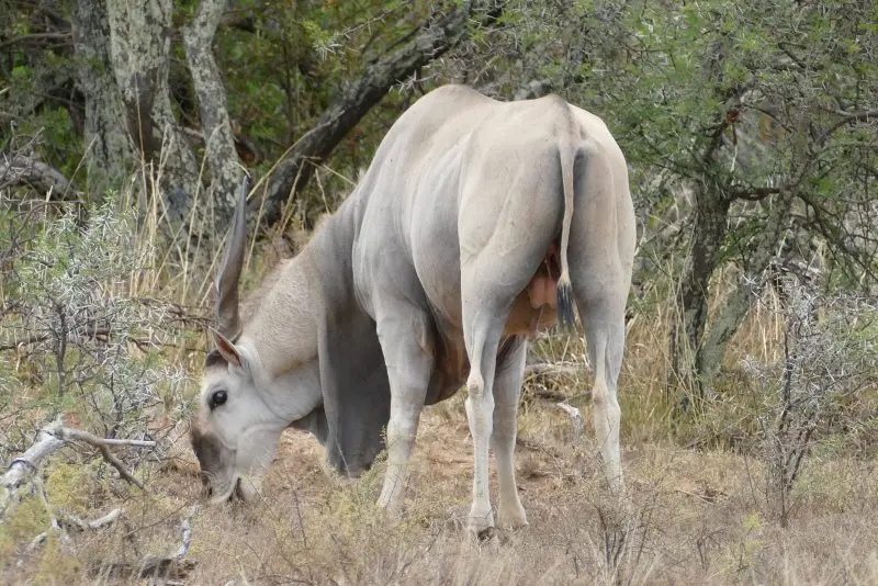 Một số hình ảnh về linh dương Eland 13