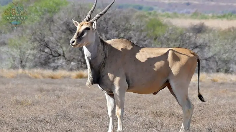 Sơ lược về linh dương Eland