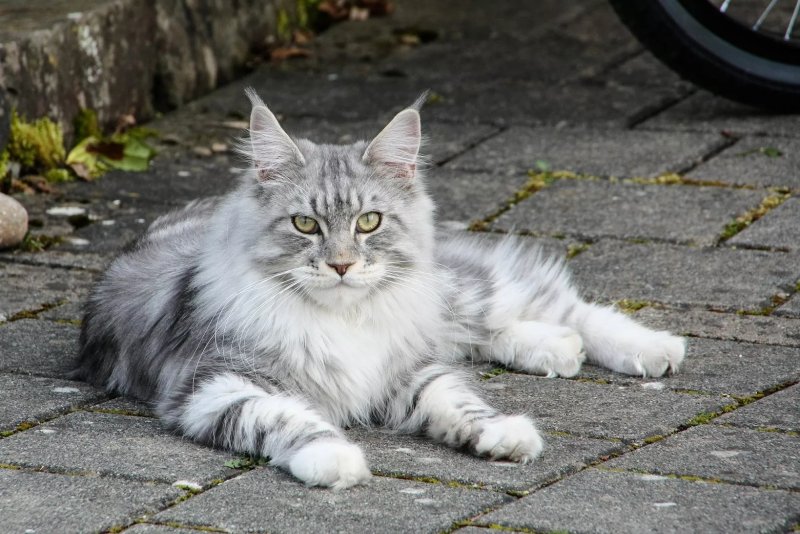 Nguồn gốc của mèo Maine Coon