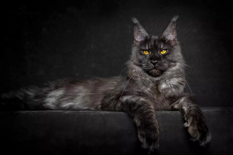 Đặc điểm của mèo Maine Coon 2