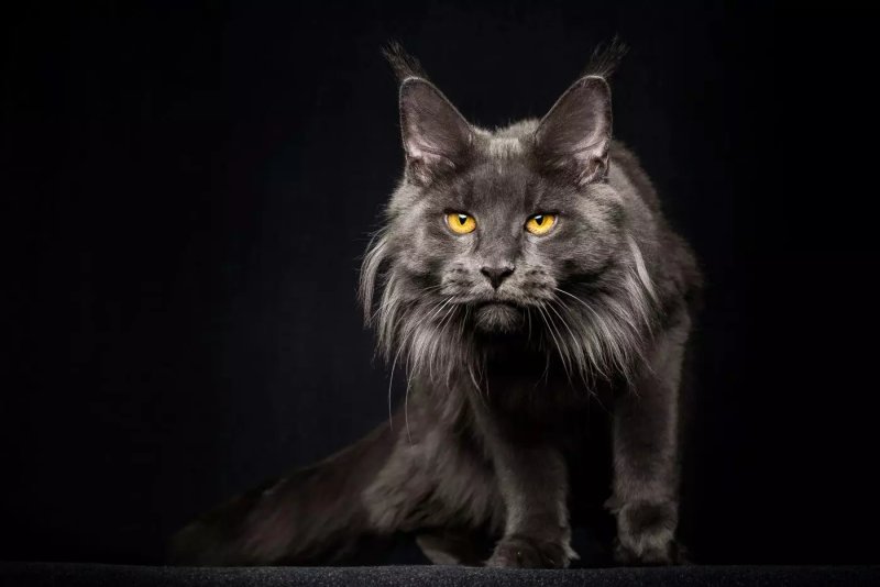 Cách chăm sóc mèo Maine Coon 2