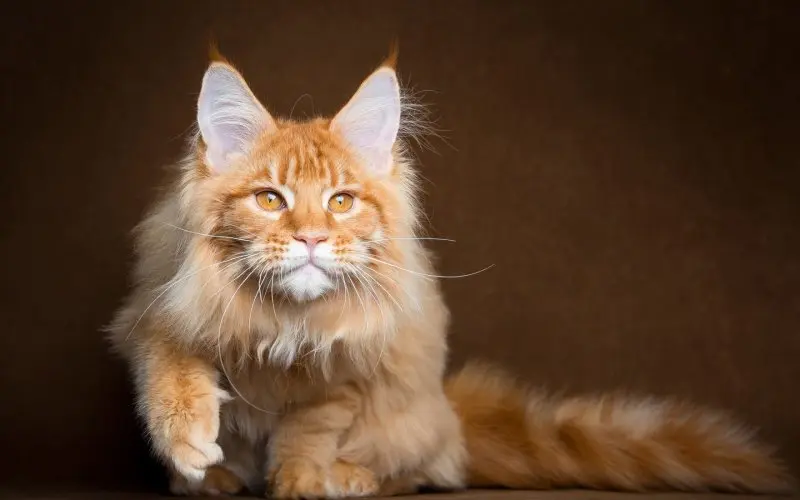 Cách chăm sóc mèo Maine Coon 4