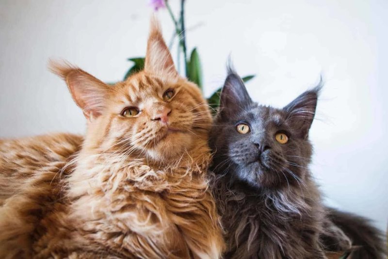 Một số hình ảnh mèo Maine Coon 1